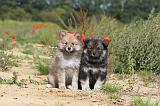 CHIEN FINNOIS DE LAPONIE 436